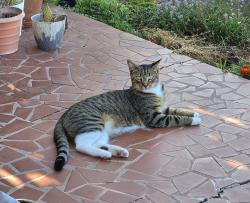 Lost Male Cat last seen Pacifica and San Anselmo, San Diego, CA 92109