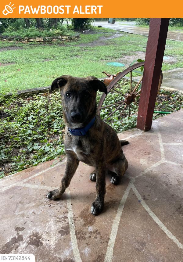 Found/Stray Male Dog last seen Cattleman Dr and Bliss Spillar, Southwest Territory, TX 78652
