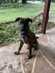 Found/Stray Male Dog last seen Cattleman Dr and Bliss Spillar, Southwest Territory, TX 78652