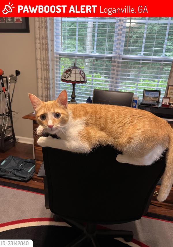 Lost Male Cat last seen Johnson Road, Sharon Church Road, Loganville, GA 30052