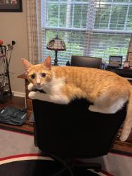 Lost Male Cat last seen Johnson Road, Sharon Church Road, Loganville, GA 30052