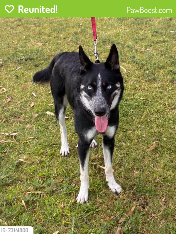 Reunited Female Dog last seen 14th Street and Del Valle, Tucson, AZ 85711