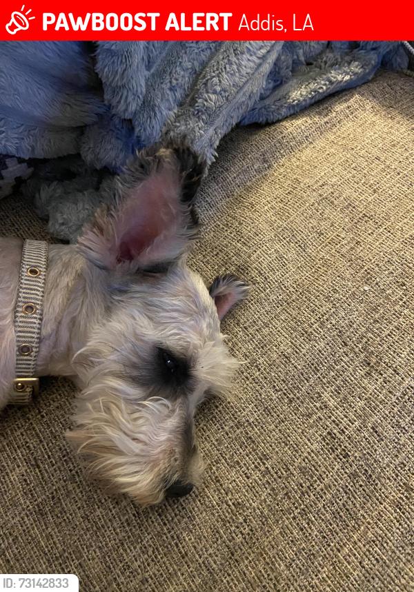 Lost Female Dog last seen Sweetwater apmts, Addis, LA 70710