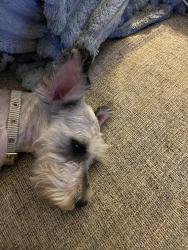 Lost Female Dog last seen Sweetwater apmts, Addis, LA 70710