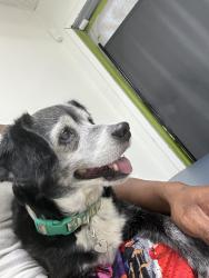 Lost Female Dog last seen Hollywood, Hollywood, FL 33024