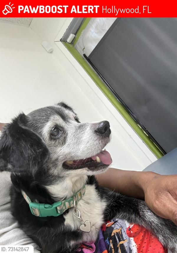 Lost Female Dog last seen Hollywood, Hollywood, FL 33024