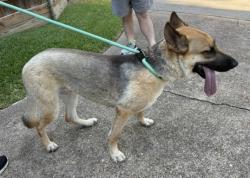Reunited Female Dog last seen Found on White Rock Creek Trail north of Skillman and south of Abrams, now at a nearby neighbor's hse for owner to pick up., Dallas, TX 75231