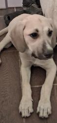 Found/Stray Female Dog last seen East Skelly Dr & Garnett Rd, Tulsa, OK 74128