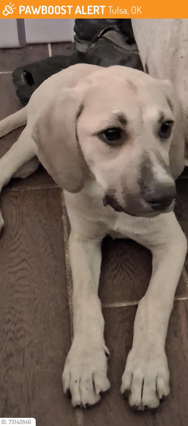 Found/Stray Female Dog last seen East Skelly Dr & Garnett Rd, Tulsa, OK 74128