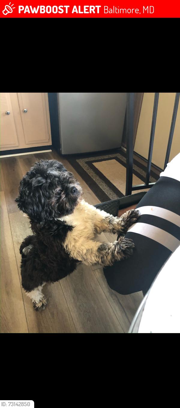 Lost Male Dog last seen Bel air road, Baltimore, MD 21206