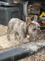 Lost Male Dog last seen Close to storage building on east McKinney street, Denton, TX 76201