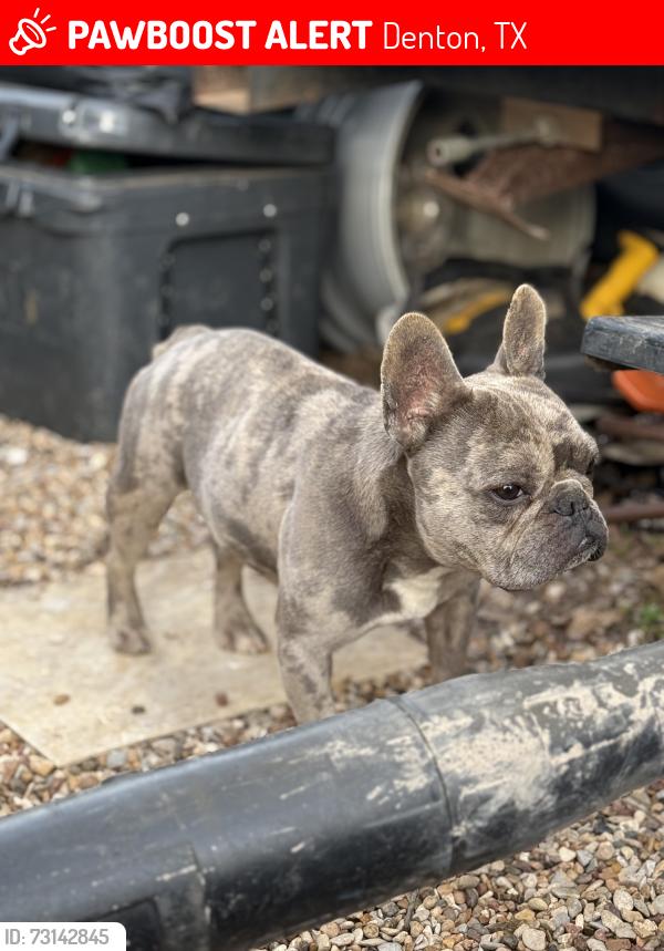 Lost Male Dog last seen Close to storage building on east McKinney street, Denton, TX 76201
