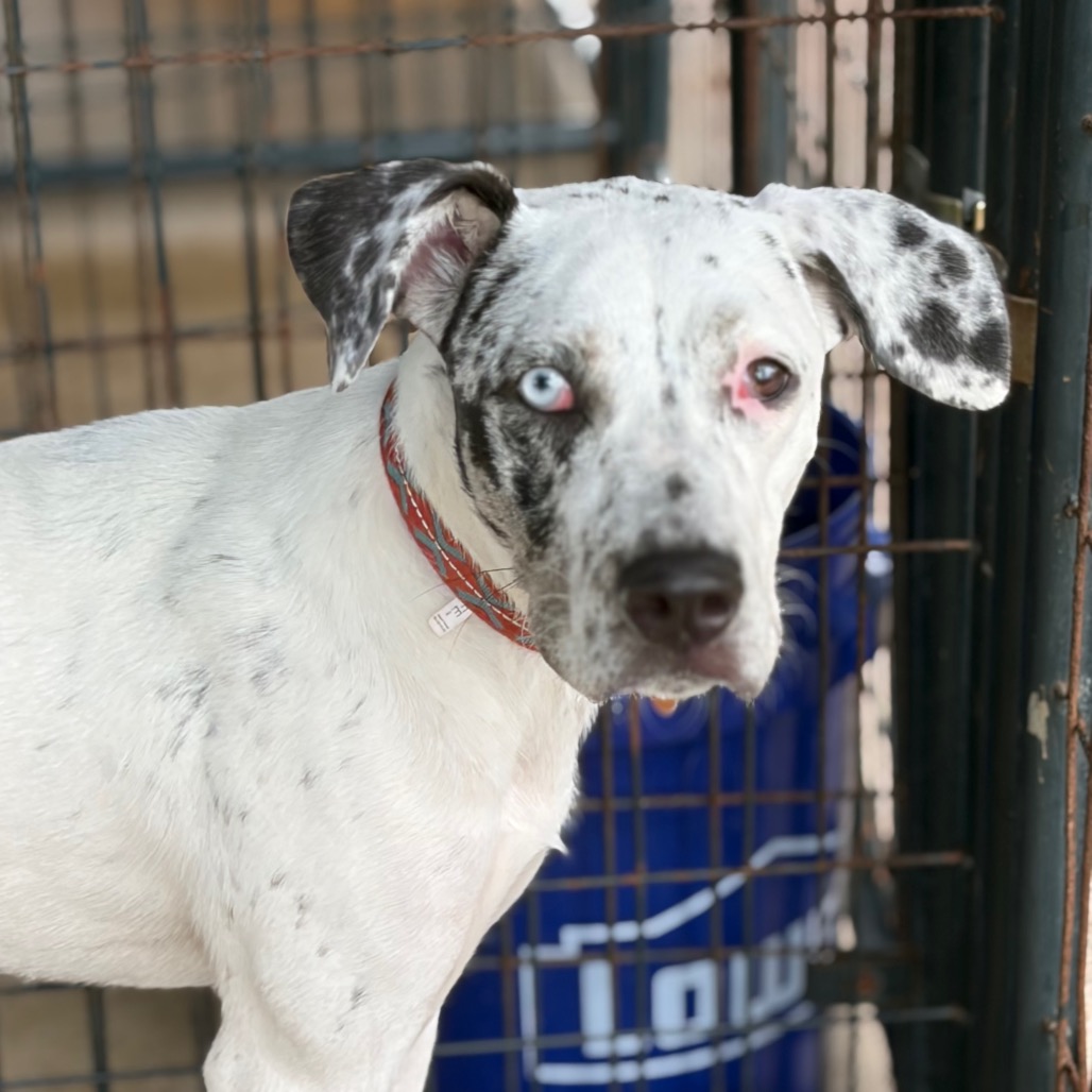 Shelter Stray Female Dog last seen , 141 Canna Ln, Lake Jackson, TX 77566, USA