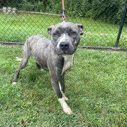 Shelter Stray Male Dog last seen , 2951 S 1st St, Cabot, AR 72023, USA