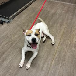 Shelter Stray Male Dog last seen , 361 S Raymond Ave, Pasadena, CA 91105, USA