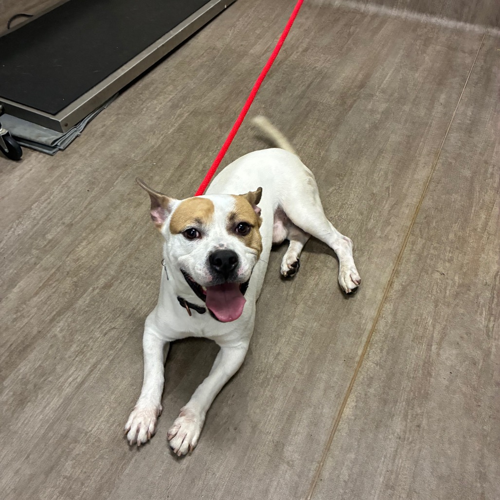 Shelter Stray Male Dog last seen , 361 S Raymond Ave, Pasadena, CA 91105, USA