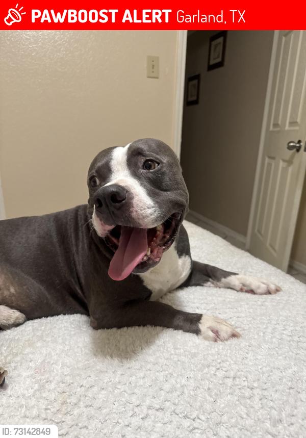 Lost Male Dog last seen E Miller Rd, Garland, TX 75041