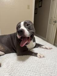 Lost Male Dog last seen E Miller Rd, Garland, TX 75041