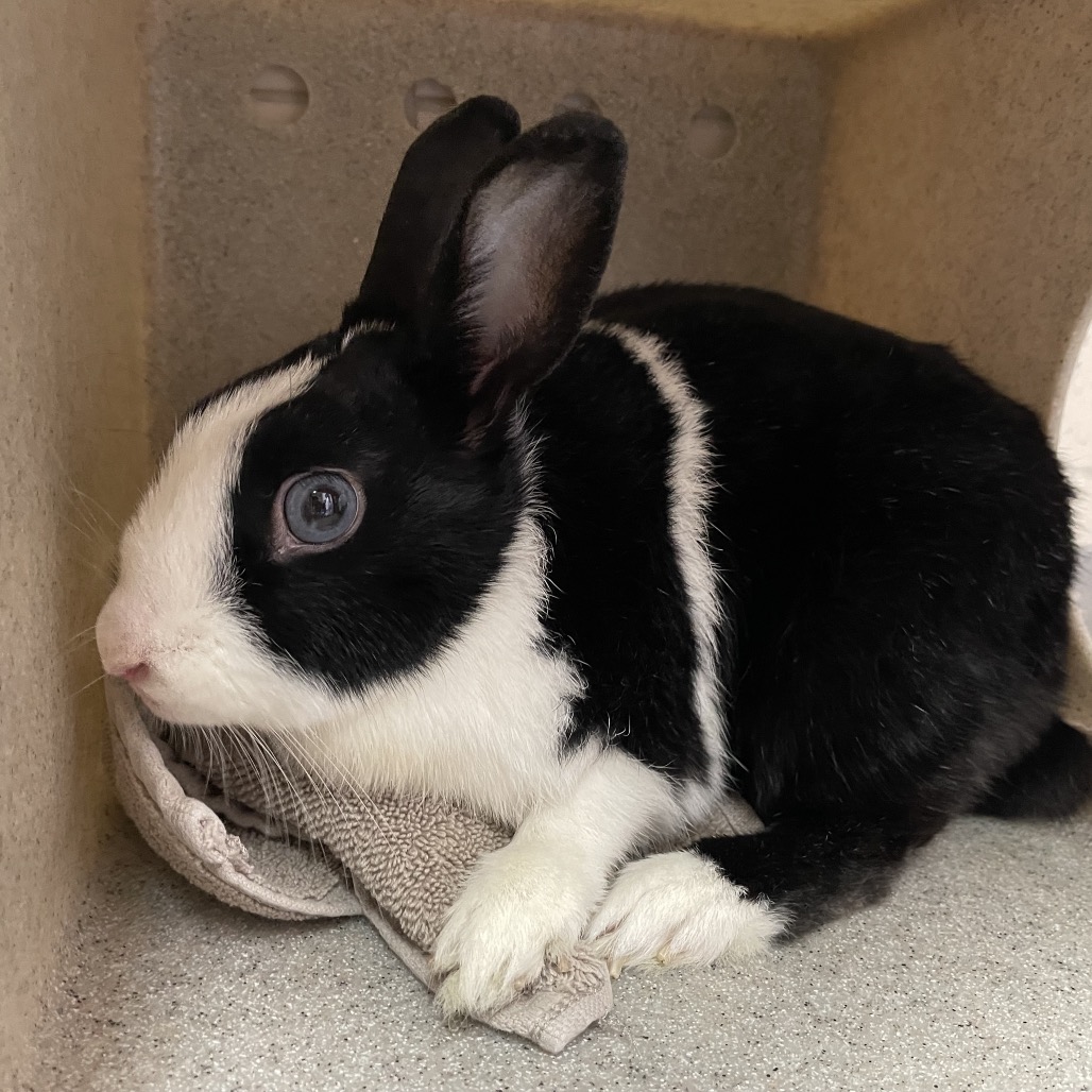 Shelter Stray Female Rabbit last seen , 361 S Raymond Ave, Pasadena, CA 91105, USA
