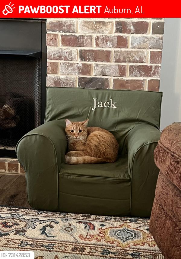 Lost Male Cat last seen South college and Belmonte Dr, Auburn, AL 36830