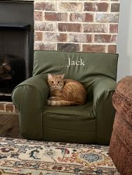 Lost Male Cat last seen South college and Belmonte Dr, Auburn, AL 36830
