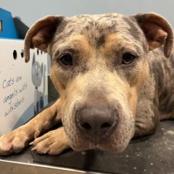 Shelter Stray Female Dog last seen , 4500 N Access Rd, Chattanooga, TN 37415, USA