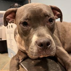 Shelter Stray Female Dog last seen , 4500 N Access Rd, Chattanooga, TN 37415, USA