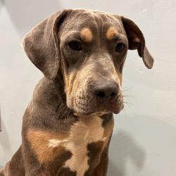 Shelter Stray Male Dog last seen , 4500 N Access Rd, Chattanooga, TN 37415, USA