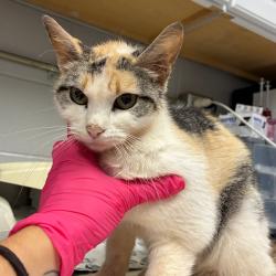 Shelter Stray Female Cat last seen , 328 Furman Hall Rd, Greenville, SC 29609, USA