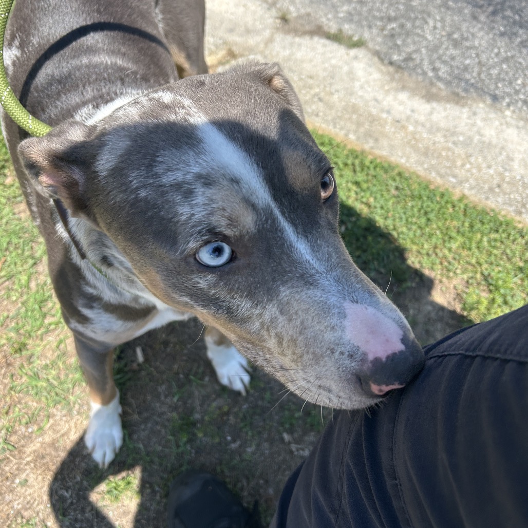 Shelter Stray Male Dog last seen , 980 Guilford College Rd, Greensboro, NC 27409, USA