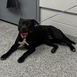 Shelter Stray Male Dog last seen , 328 Furman Hall Rd, Greenville, SC 29609, USA