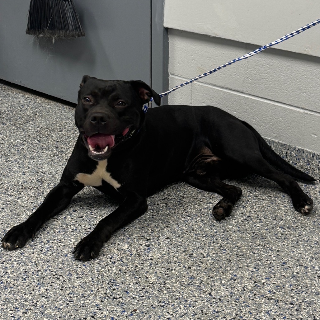 Shelter Stray Male Dog last seen , 328 Furman Hall Rd, Greenville, SC 29609, USA
