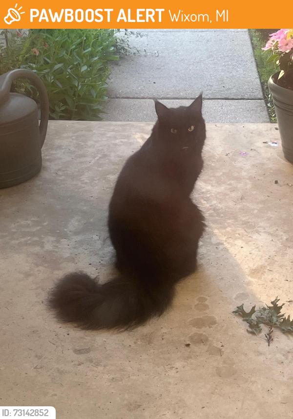 Found/Stray Male Cat last seen Calpernia and Potter, Wixom, MI 48393