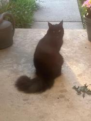 Found/Stray Male Cat last seen Calpernia and Potter, Wixom, MI 48393