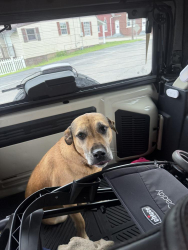 Found/Stray Female Dog last seen Route 60 in Culloden, Culloden, WV 25510