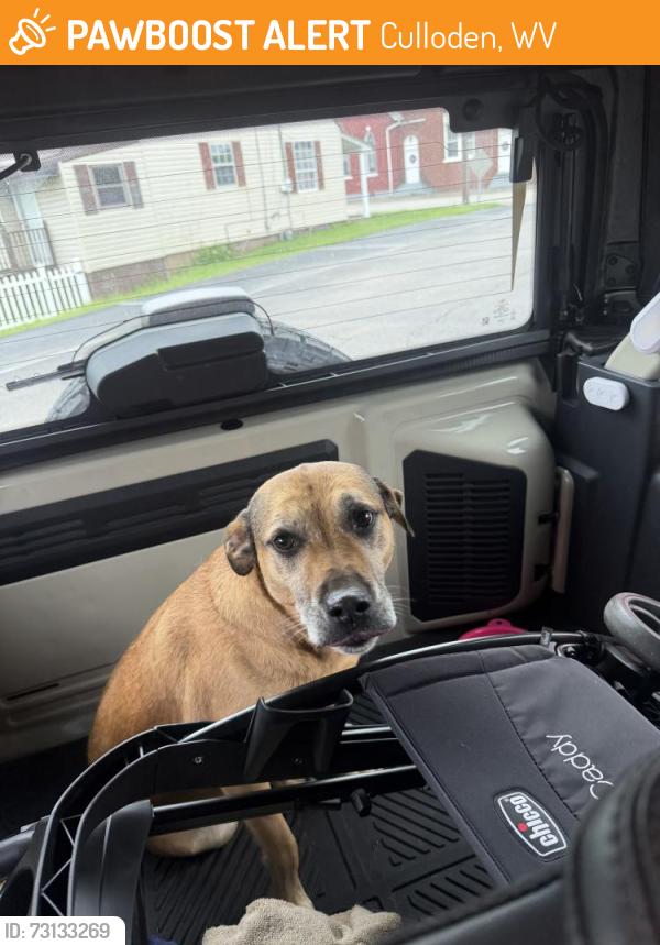 Found/Stray Female Dog last seen Route 60 in Culloden, Culloden, WV 25510