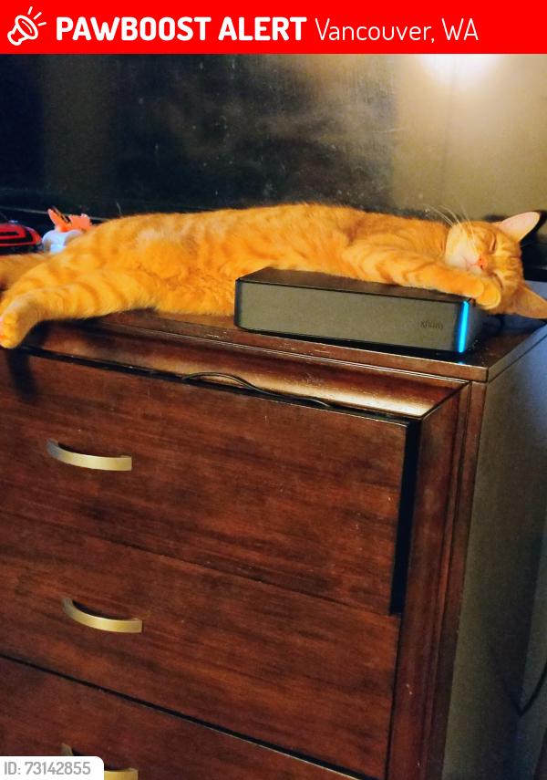 Lost Male Cat last seen 117th & 99th st. 98662, Vancouver, WA 98662