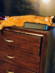 Lost Male Cat last seen 117th & 99th st. 98662, Vancouver, WA 98662
