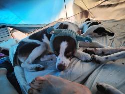 Lost Male Dog last seen Walmart fm78 Converse tx, Converse, TX 78109
