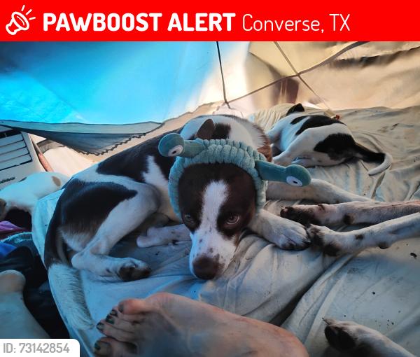 Lost Male Dog last seen Walmart fm78 Converse tx, Converse, TX 78109