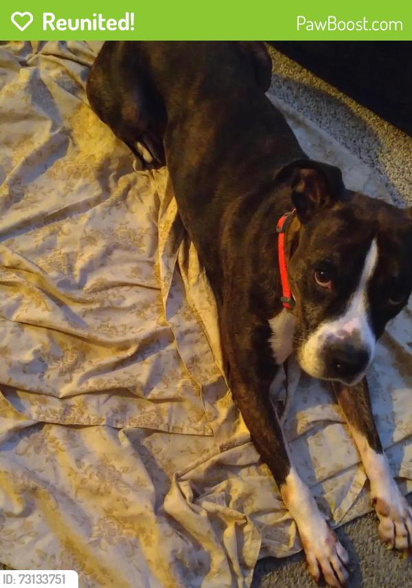 Reunited Female Dog last seen Rosalind Way Millington, Millington, TN 38053