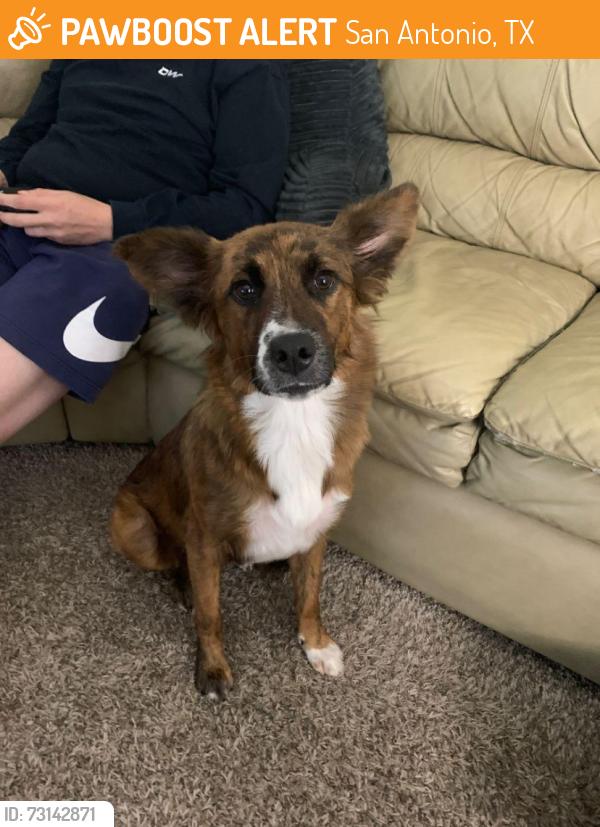 Found/Stray Female Dog last seen Valley Forge, San Antonio, TX 78233