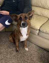 Found/Stray Female Dog last seen Valley Forge, San Antonio, TX 78233