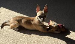 Reunited Male Dog last seen Near Miami Avenue, Milford, OH 45174