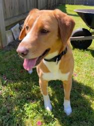 Lost Female Dog last seen 2ND & ELM STREETS EMMAUS, Emmaus, PA 18049