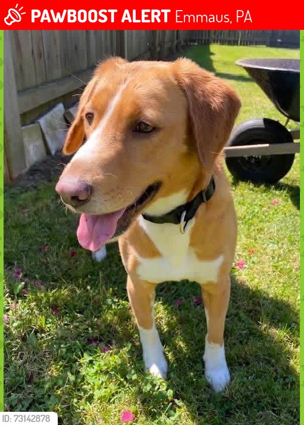 Lost Female Dog last seen 2ND & ELM STREETS EMMAUS, Emmaus, PA 18049