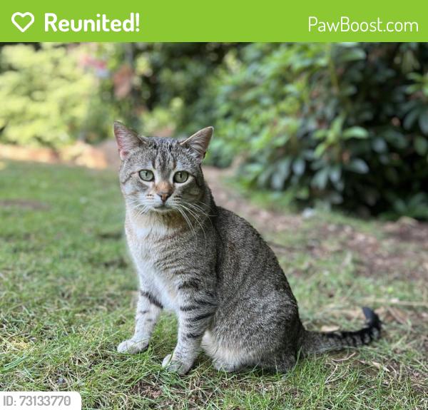 Reunited Male Cat last seen Stitt Ct & Coltrane St, Oregon City, OR 97045