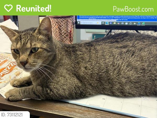 Reunited Male Cat last seen 18th Street in back of warehouse, Pompano Beach, FL 33069