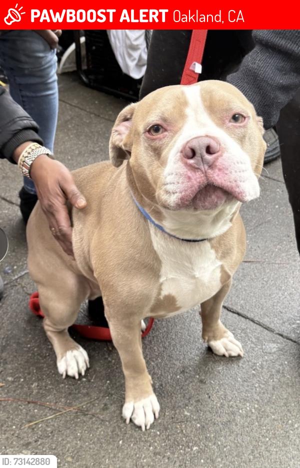 Lost Male Dog last seen Adeline and 7th st Oakland, Oakland, CA 94607