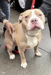 Lost Male Dog last seen Adeline and 7th st Oakland, Oakland, CA 94607